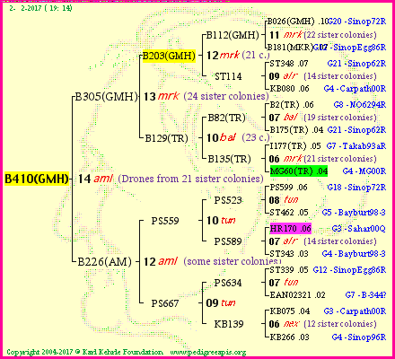 Pedigree of B410(GMH) :
four generations presented