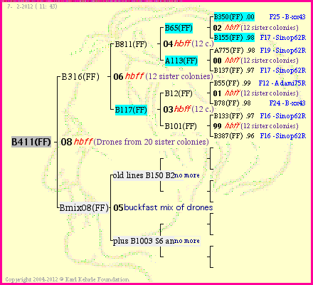 Pedigree of B411(FF) :
four generations presented