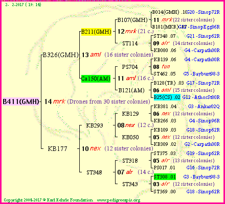 Pedigree of B411(GMH) :
four generations presented