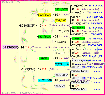 Pedigree of B413(BOP) :
four generations presented