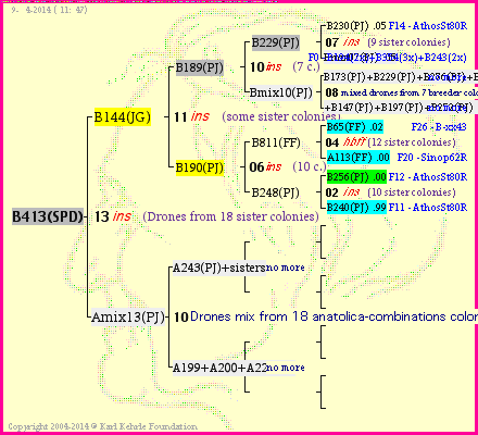 Pedigree of B413(SPD) :
four generations presented