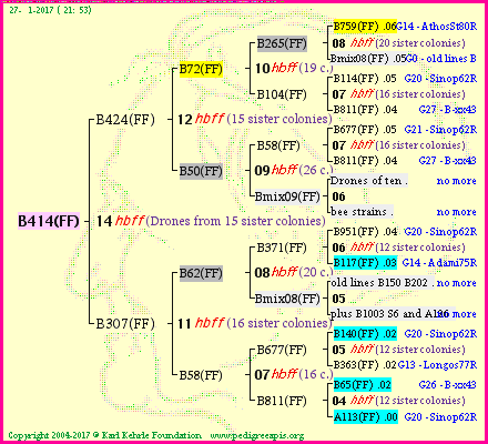 Pedigree of B414(FF) :
four generations presented