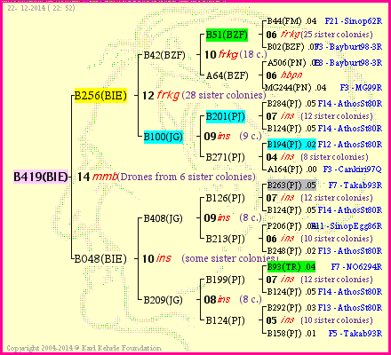 Pedigree of B419(BIE) :
four generations presented