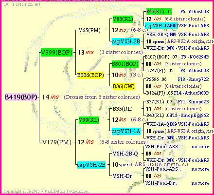 Pedigree of B419(BOP) :
four generations presented