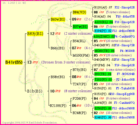 Pedigree of B41r(BS) :
four generations presented