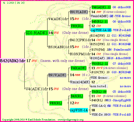 Pedigree of B42(ADK)1dr :
four generations presented