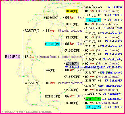 Pedigree of B42(BCI) :
four generations presented