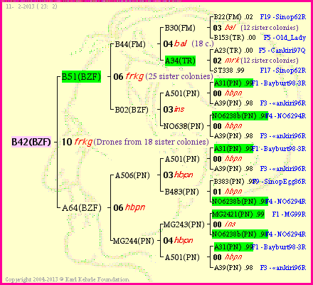 Pedigree of B42(BZF) :
four generations presented