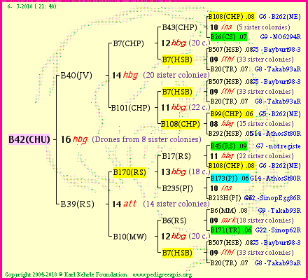 Pedigree of B42(CHU) :
four generations presented