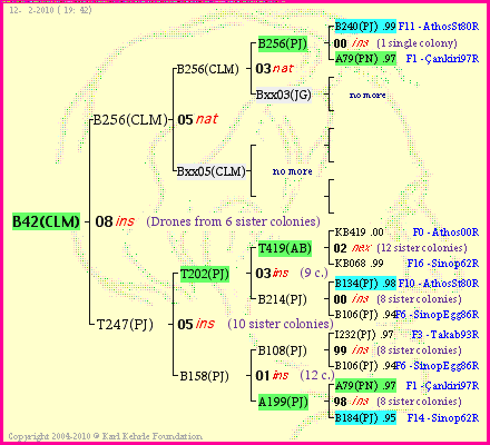 Pedigree of B42(CLM) :
four generations presented