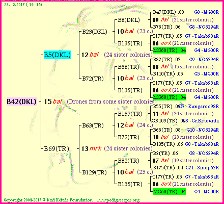 Pedigree of B42(DKL) :
four generations presented