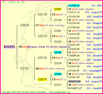 Pedigree of B42(FE) :
four generations presented
it's temporarily unavailable, sorry!