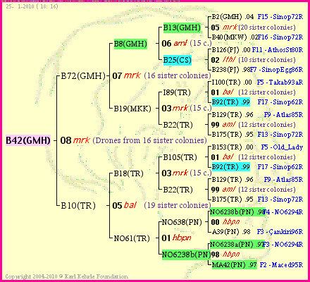 Pedigree of B42(GMH) :
four generations presented