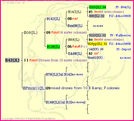 Pedigree of B42(JL) :
four generations presented