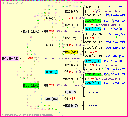 Pedigree of B42(MM) :
four generations presented