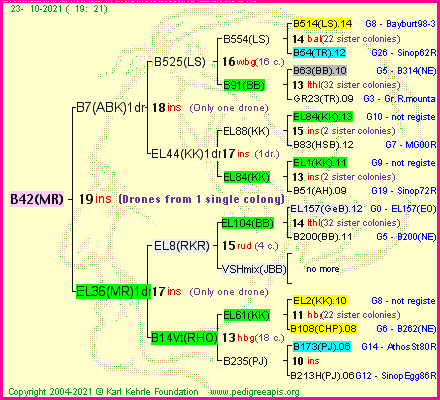 Pedigree of B42(MR) :
four generations presented
it's temporarily unavailable, sorry!