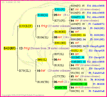 Pedigree of B42(RF) :
four generations presented