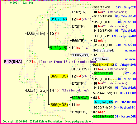 Pedigree of B42(RHA) :
four generations presented
it's temporarily unavailable, sorry!