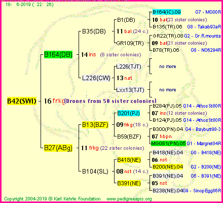 Pedigree of B42(SWI) :
four generations presented<br />it's temporarily unavailable, sorry!