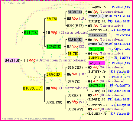 Pedigree of B42(TB) :
four generations presented