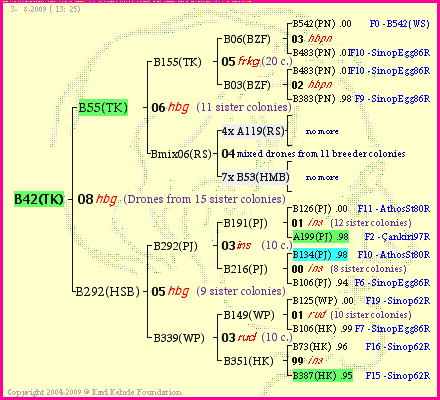 Pedigree of B42(TK) :
four generations presented