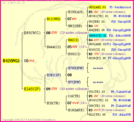 Pedigree of B42(WG) :
four generations presented