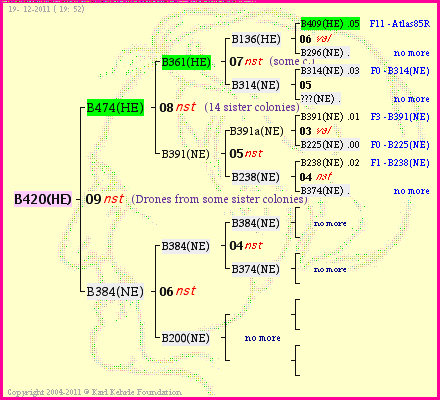 Pedigree of B420(HE) :
four generations presented