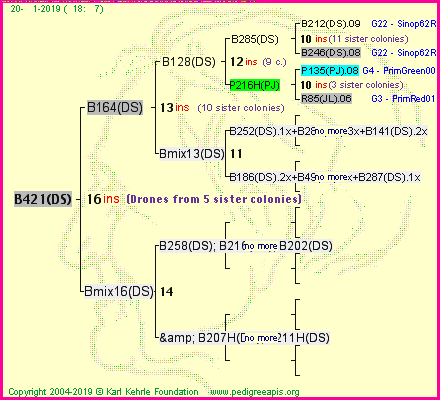 Pedigree of B421(DS) :
four generations presented<br />it's temporarily unavailable, sorry!