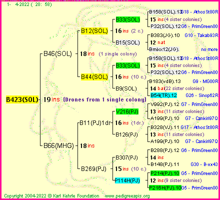 Pedigree of B423(SOL) :
four generations presented
it's temporarily unavailable, sorry!