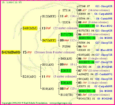 Pedigree of B426(BMH) :
four generations presented