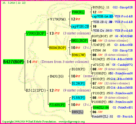 Pedigree of B427(BOP) :
four generations presented