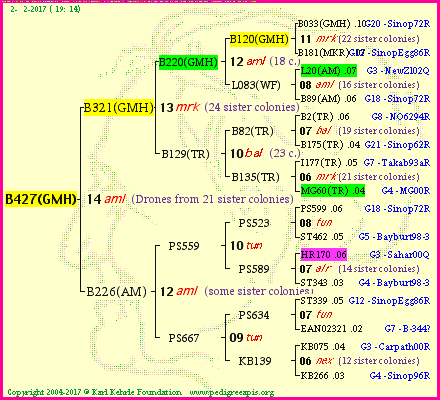 Pedigree of B427(GMH) :
four generations presented