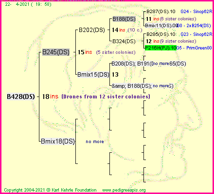 Pedigree of B428(DS) :
four generations presented
it's temporarily unavailable, sorry!