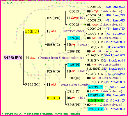 Pedigree of B428(JPD) :
four generations presented