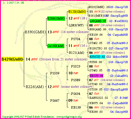 Pedigree of B429(GMH) :
four generations presented