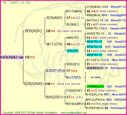 Pedigree of B43(ADK)1dr :
four generations presented
it's temporarily unavailable, sorry!