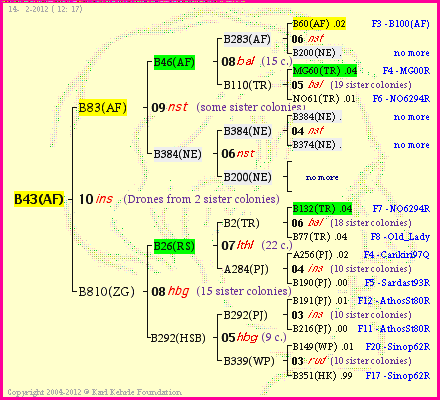 Pedigree of B43(AF) :
four generations presented