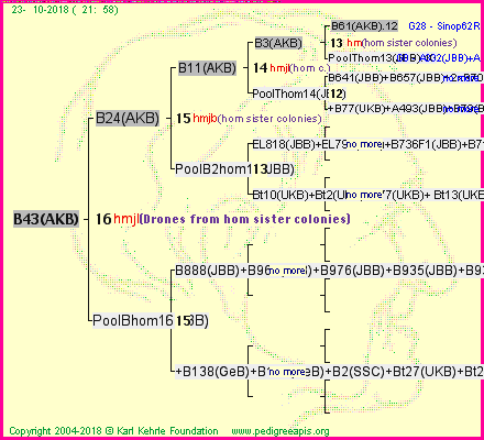 Pedigree of B43(AKB) :
four generations presented<br />it's temporarily unavailable, sorry!