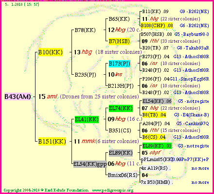 Pedigree of B43(AM) :
four generations presented