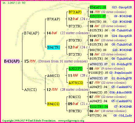 Pedigree of B43(AP) :
four generations presented