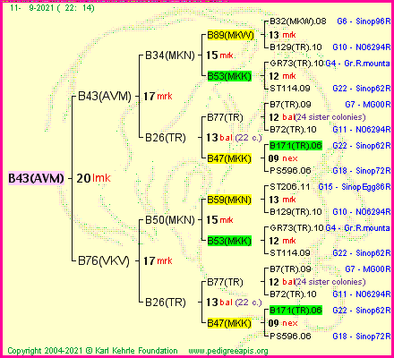 Pedigree of B43(AVM) :
four generations presented
it's temporarily unavailable, sorry!