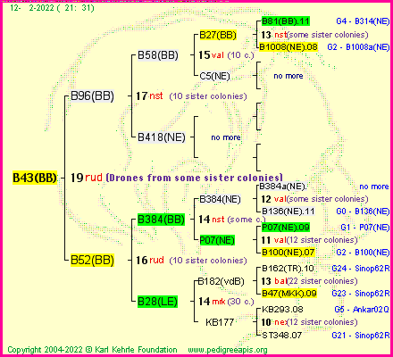 Pedigree of B43(BB) :
four generations presented
it's temporarily unavailable, sorry!