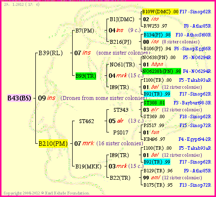 Pedigree of B43(BS) :
four generations presented