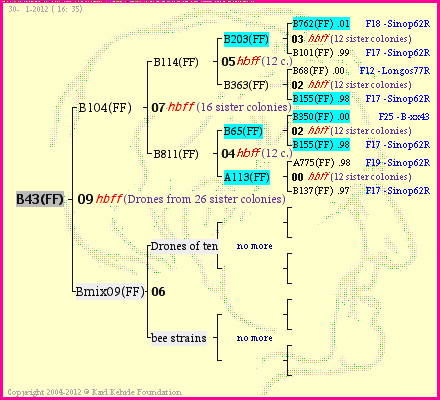 Pedigree of B43(FF) :
four generations presented