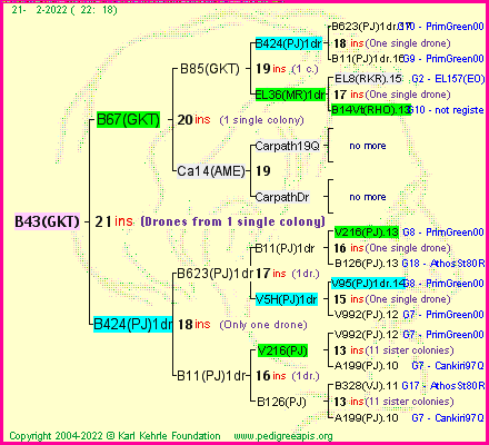 Pedigree of B43(GKT) :
four generations presented
it's temporarily unavailable, sorry!