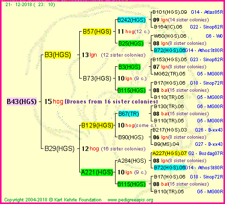 Pedigree of B43(HGS) :
four generations presented<br />it's temporarily unavailable, sorry!