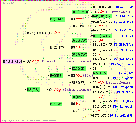 Pedigree of B43(HMB) :
four generations presented