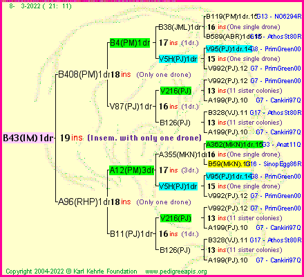 Pedigree of B43(IM)1dr :
four generations presented
it's temporarily unavailable, sorry!