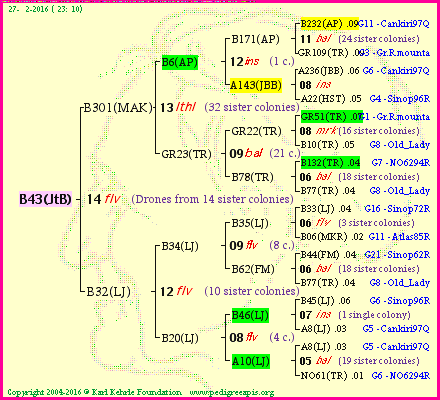 Pedigree of B43(JtB) :
four generations presented