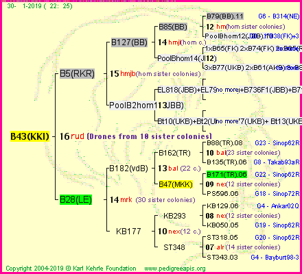 Pedigree of B43(KKI) :
four generations presented<br />it's temporarily unavailable, sorry!